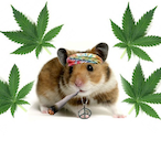 BadHamster2020's Avatar'