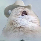 shbashbavisb's Avatar'