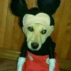 Motimer_Mouse's Avatar'