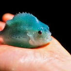 BigDaddy128888's Avatar'