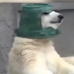 Big_chungus33's Avatar'