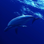 OceanTi_'s Avatar'