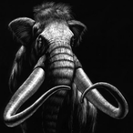 Red_Mammoth's Avatar