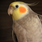 Podolsh's Avatar'