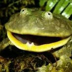 FancyPondFrog's Avatar'