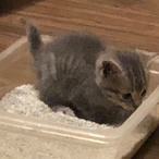 PGRedballerrr's Avatar'