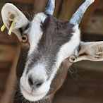 lellucRedBull's Avatar'