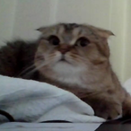 donatecat19's Avatar'