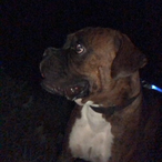 Dexter_-_Morgan's Avatar'