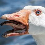 RD.gooselashed's Avatar'