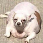 coolhorsey's Avatar'