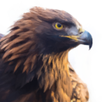 Dust_Raptor's Avatar'