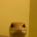 HzRd Bearr's Avatar'