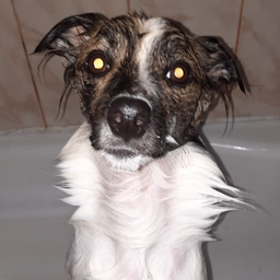 niferzao