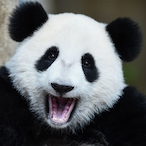 PandaBear-_-'s Avatar'