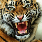 t1gerkatt's Avatar'
