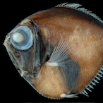 TheOleJayDee's Avatar'