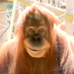 foxynouner's Avatar'