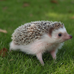 nerf my tcsg's Avatar'