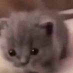 SniffDaFish's Avatar'