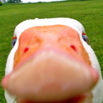 GooseTube.com's Avatar'