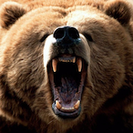 BearClw16_HUN's Avatar'