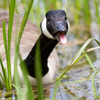 AbruptOyster456's Avatar