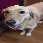 ButterDog-'s Avatar'