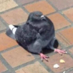 WasabiLamb's Avatar'