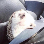 SayLess...'s Avatar'