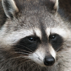 ReTroNinJa708's Avatar'