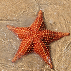 Cstar27's Avatar'