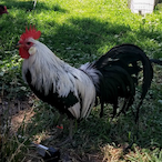 Lust_Chicken's Avatar'