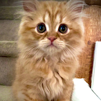 Mashaallah's Avatar'