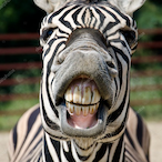 Post.Madrone's Avatar'