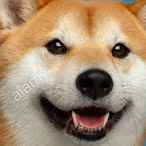 doggogamin's Avatar'