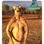 temp-264932's Avatar'