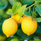 LeSourLemon's Avatar'