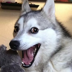 Varanus.exe's Avatar'