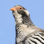 SimonSnowCock's Avatar'