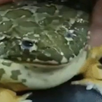Fat-Froge's Avatar'
