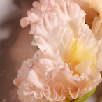 Gladiolas's Avatar'