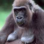 MONKEYTlTS99's Avatar'