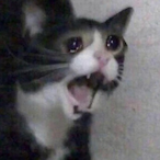 Thicc_Boi_Jesse's Avatar'