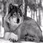 Wolfuie's Avatar'