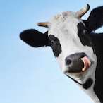 kleines_maphku's Avatar'