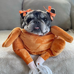 TurkeyNotPug's Avatar'