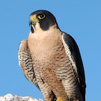 falcon4fun's Avatar'
