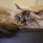 Ceasar_Brakis's Avatar'