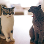 freedom-ah's Avatar'